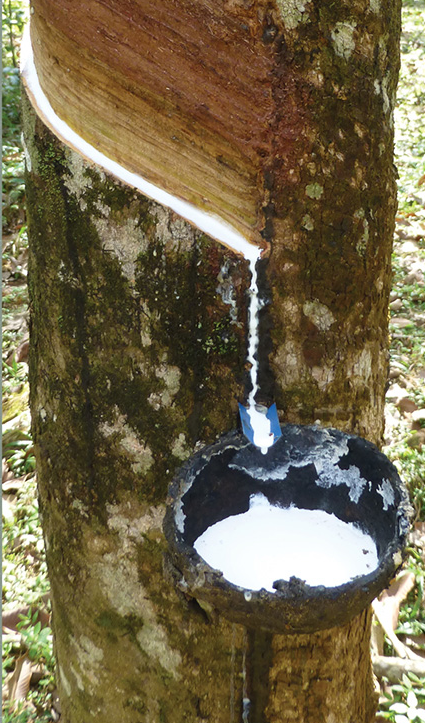 Natural latex sap collected from a rubber tree for Latexpedic natural mattresses