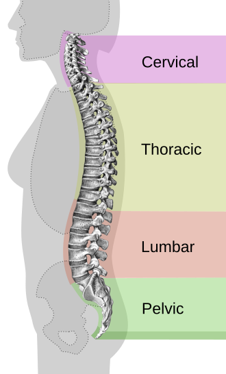 Diagram of natural spinal curvature that the right Latexpedic firmness is chosen to support